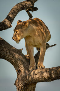 Lioness stands on branch in dappled sunlight