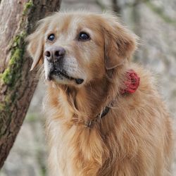 Close-up portrait of dog