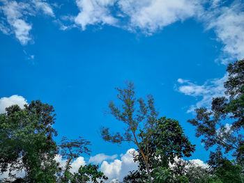 Low angle view of trees against blue sky