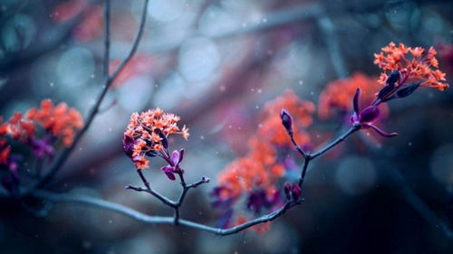 Close-up of pink flowering plant during winter