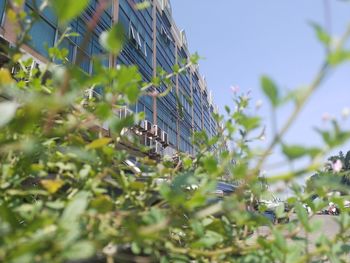 Low angle view of plants and trees against sky