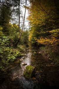 Scenic view of stream amidst trees in forest