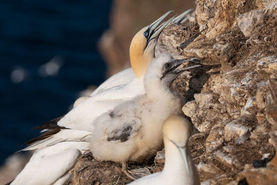 Close-up of seagull on nest