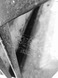 Close-up of spider web