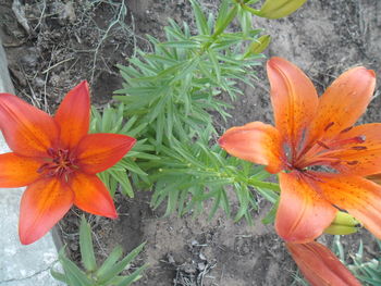 Close-up of orange day lily blooming outdoors