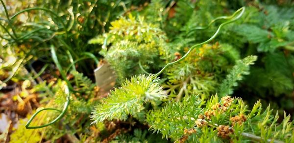 High angle view of plant leaves on land