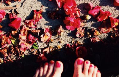 Autumn leaves on ground