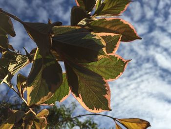 Low angle view of leaves against sky