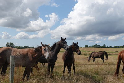 Horses on a field