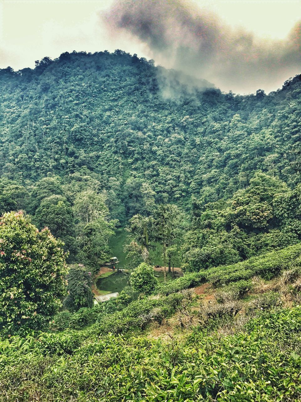 nature, tree, growth, beauty in nature, green color, sky, day, landscape, tranquility, cloud - sky, tranquil scene, no people, scenics, outdoors, close-up, freshness