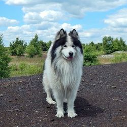 Dog standing on field