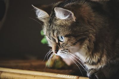 Close-up of cat looking away