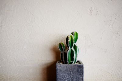 Close-up of potted plant against wall