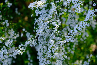 Close-up of white flowers blooming on tree