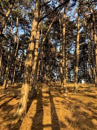 Pine trees in forest