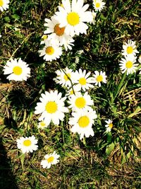 Close-up of white daisy flowers blooming in field