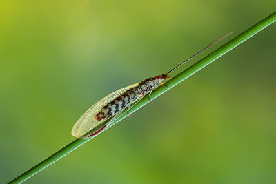 Close-up of insect on plant