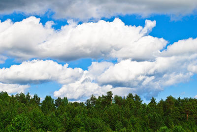 Low angle view of trees against sky