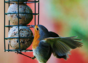 Close-up of bird perching on a feeder