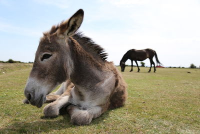 Horses in a field