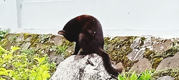 Dog standing on rock against wall