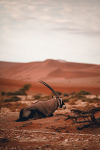 Oryx in sand dunes