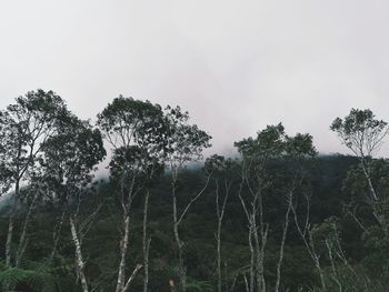 Scenic view of forest against sky