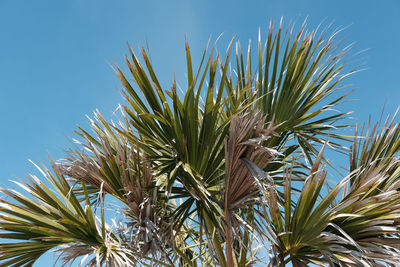 Low angle view of palm tree against blue sky