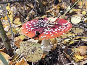 Close-up of fly agaric mushroom on field