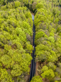 High angle view of trees in forest