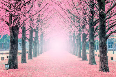 Pathway amidst pink trees at park during spring