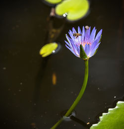 Close-up of lotus water lily in pond