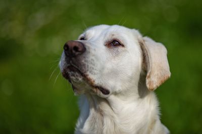 Close-up of a dog looking away