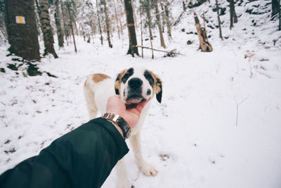 Close-up of dog on snow