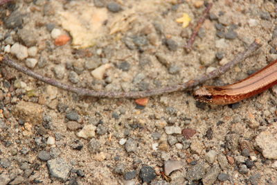 Close-up of ant on sand