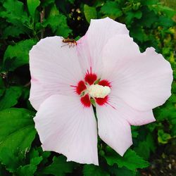 Close-up of hibiscus blooming outdoors