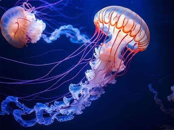 Close-up of jellyfish swimming in sea