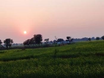 Scenic view of agricultural field against sky during sunset