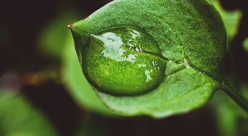 Close-up of fresh green leaf