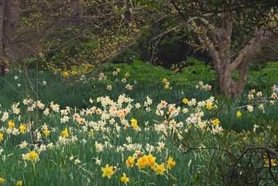 Yellow flowering plants on field