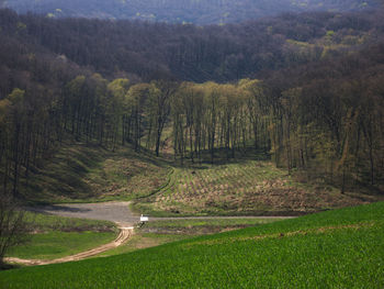 Scenic view of road passing through forest