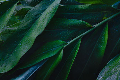 Close-up of wet plants