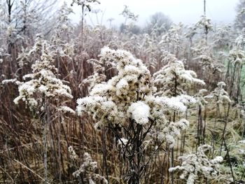 Close-up of snow covered plants against sky