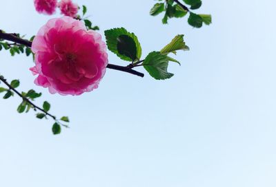 Close-up of pink flowers
