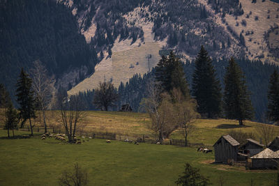 Trees on field