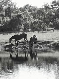 Horses in lake against trees in forest