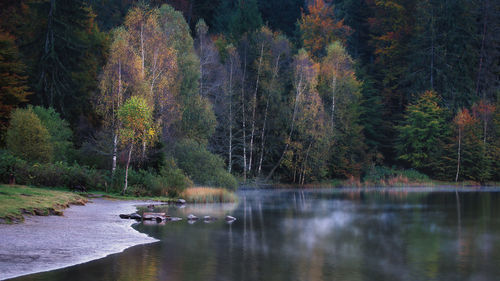 Scenic view of lake by trees in forest during autumn