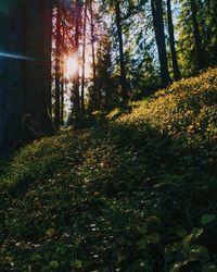 Sunlight streaming through trees in forest