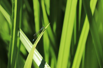 Close-up of insect on grass