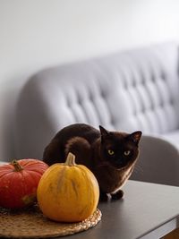 Portrait of cat sitting by pumpkin